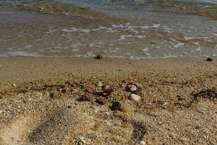 plage, clair, coquillage, le sable, eau, rive, animaux à l'état sauvage, la faune des animaux, personne, la nature, thèmes animaux, grand groupe d'animaux, terre, mer, journée, vue grand angle, animal, Crabe, beauté dans la nature, coquille, en plein air, solide, humide, Marin, 5K