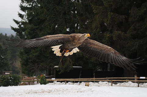 kel, kartal, hava, ağaç, gündüz, adler, uçuş, Hellenthal, sinek, dom, kuş, raptor, fatura, tüyler, balıkkartalı, yırtıcı kuş, tüy, hayvan temaları, uçan, hayvan, hayvan yaban hayatı, vahşi hayvanlar, kanatları aç, omurgalı, bir hayvan, kar, doğa, havadaki, kel kartal, kış, kartal - kuş, gün, insansız, 2K, CC0, kamu malı, telif ücretsiz