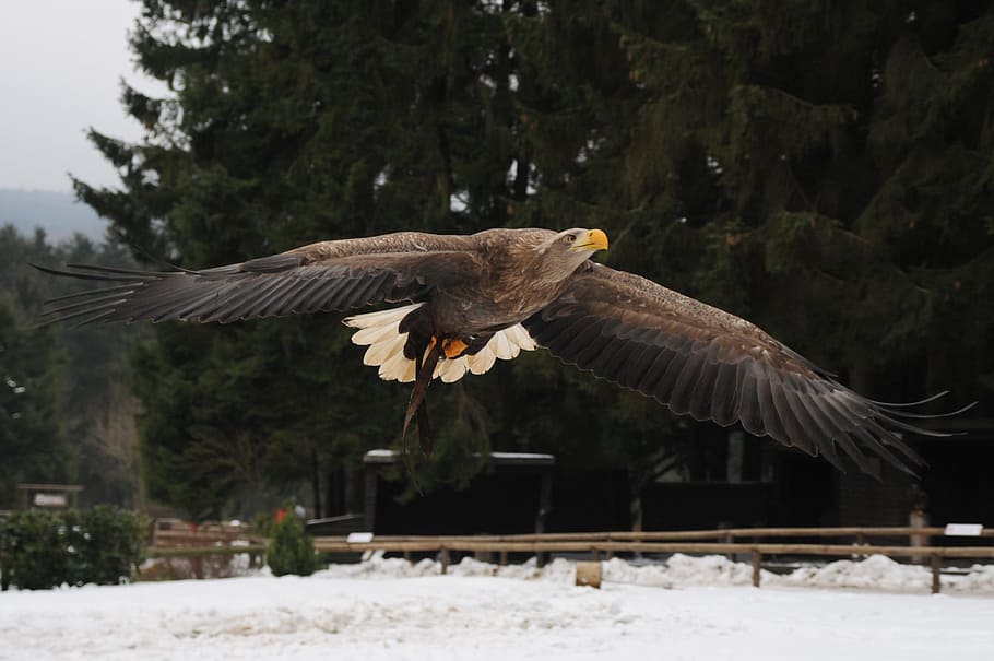calb, àguila, aire, arbre, durant el dia, Adler, vol, hellenthal, volar, dom, ocell, raptor, factura, plomatge, pescador persa, rapinyaire, ploma, temes d'animals, volant, animal, fauna animal, animals a la natura, ales separades, vertebrats, un animal, neu, naturalesa, a l'aire, àguila calba, hivern, àguila - ocell, dia, cap gent, 2K