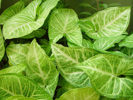achtergrond, bladerrijk, bladeren, blad, landschappen, natuur, groene kleur, deel van de plant, groei, fabriek, volledig kader, geen mensen, detailopname, schoonheid in de natuur, bladader, achtergronden, eten en drinken, dag, voedsel, versheid, natuurlijk patroon, hoge hoekmening, groente, kruid, buitenshuis, muntblad - culinair, 2K, CC0, publiek domein, royaltyvrij