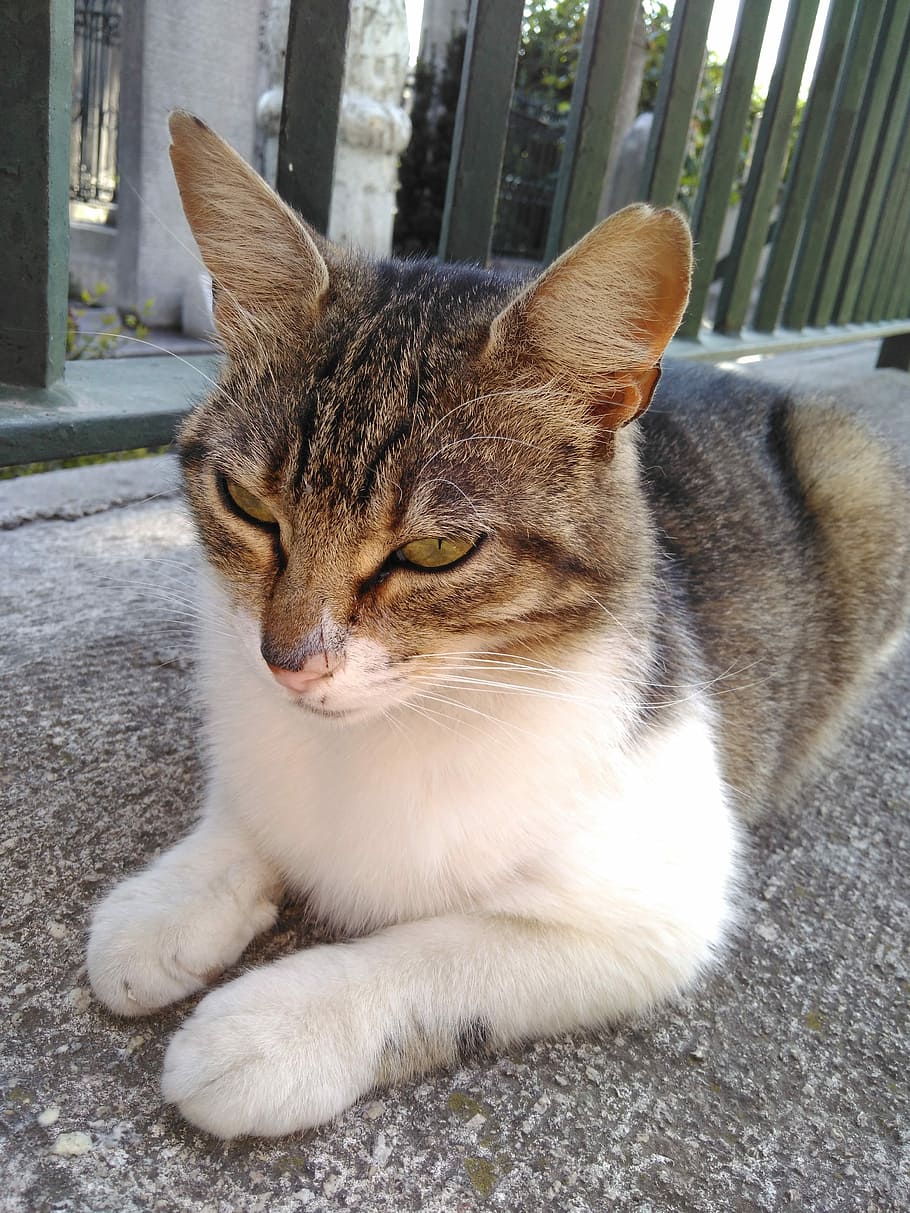 kat, Kalkun, smilende, indenlandske kat, kæledyr, dyr, nuttet, feline, pattedyr, killing, tabby, leder, pels, udendørs, husdyr, bakkenbart, grå, et dyr, dyre temaer, ingen mennesker, indenlandske, hvirveldyr, lempelse, tæt på, sidder, hvilende, dag, portræt, dyr hoved, 4K