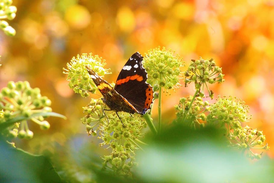 rosso, ammiraglio farfalla appollaiati, verde, fiore, fotografia ravvicinata, farfalla, ala, sfondo, insetto, colorato, sedersi, natura, autunno, umore autunnale, farfalle, vicino, macro, Edelfalter, animale, ala insetto, temi animali, fauna selvatica, un animale, animali allo stato selvatico, invertebrato, bellezza nella natura, pianta, pianta fiorita, farfalla - insetto, messa a fuoco selettiva, ala animale, fragilità, avvicinamento, nessuno, vulnerabilità, freschezza, all'aperto, impollinazione, erba, primavera, 5K