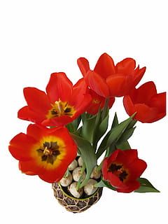 tulipes, vermell, primavera, florir, flor, obert, aïllat, planta amb flors, tir de l'estudi, fons blanc, frescor, fragilitat, pètal, vulnerabilitat, bellesa a la natura, planta, cap de flor, inflorescència, primer pla, a l'interior, cap gent, naturalesa, creixement, tallar, color verd, arranjament floral, 4K, CC0, domini públic, lliure de regalies