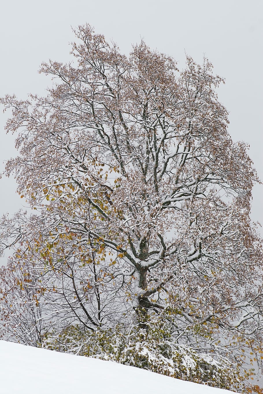 žiemą, lapuočių medis, kahl, medis, žiemos, sniegas, žiemos medis, pobūdį, Blogas oras, šalta, šalta temperatūra, filialas, augalų, grožis gamtoje, ramybė, dangus, nėra žmonių, žemas kampo vaizdas, balta spalva, žemės, dieną, vaizdai - gamta, augimą, ramioje scenoje, plikas medis, lauke, vyšnių žiedas, 1080P