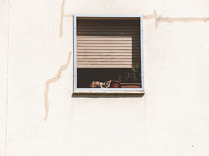 Due, verde, leafed, piante, bianca, di legno, incorniciato, finestra, gatto, seduta, parete, animale, architettura, struttura costruita, esterno dell'edificio, giorno, caratteristica della parete, costruzione, una persona, all'aperto, vetro - materiale, persone reali, otturatore, Inquadratura dal basso, luce del sole, Casa, tenda, trasparente, 4K, CC0, dominio pubblico, privo di copyright