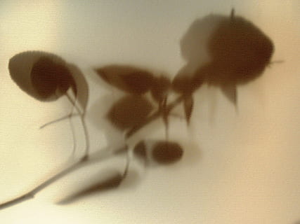 Blume, rosa, Schatten, Tier, Tierthemen, keine Leute, drinnen, Tierwelt, ein Tier, Säugetier, Unscharf gestellt, Nahansicht, Tierdarstellung, Bewegungsunschärfe, Insekt, Wandbau - Funktion, Spielzeug, Natur, wirbellos, Darstellung, Tierkörperteil, selektiver Fokus, Fokus auf Schatten, 4K, CC0, gemeinfrei, lizenzfrei