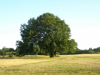 træ, park, felt, landskab, udendørs, parkere, Mark, naturlig, solrig, løv, lyse, landbrug, natur, scenics, rolig scene, plante, himmel, jord, miljø, ro, vækst, skønhed i naturen, græs, skyfri himmel, dag, grøn farve, scenics - natur, ikke-urbane scene, ingen mennesker, 2K, CC0, offentligt domæne, royaltyfrie