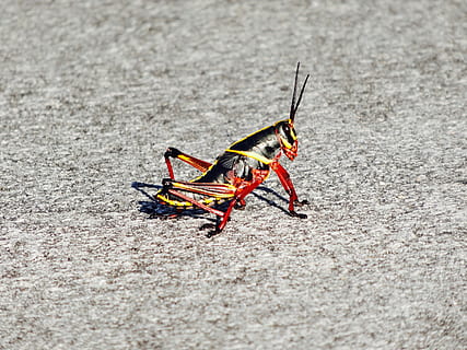 Grilo, inseto, gafanhoto, erro, animais selvagens, antena, um animal, animais em estado selvagem, invertebrado, ninguém, dia, fechar-se, natureza, ao ar livre, foco seletivo, zoologia, visão de alto ângulo, luz solar, antena animal, terra, comprimento total, 4K, CC0, domínio público, royalty free