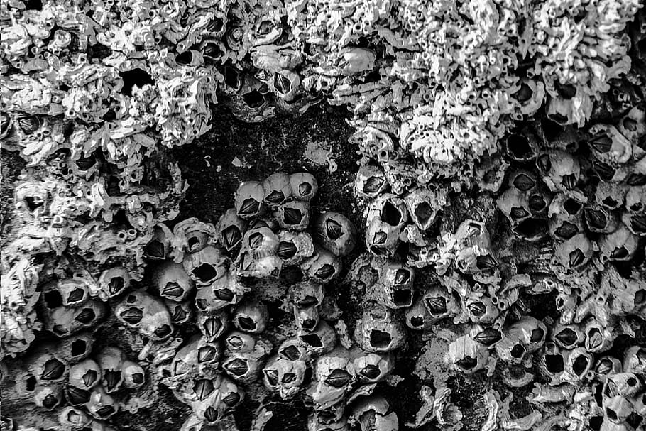 blanc i negre, art, fosc, patró, resum, fons, percebes, disseny, aspre, por, aigua de mar, petxines, textura, marc complet, cap gent, primer pla, dia, naturalesa, a l'aire lliure, abundància, funció de construcció de parets, metall, resistent, estructura construïda, gran grup d'objectes, humit, arquitectura, pila, creativitat, 5K