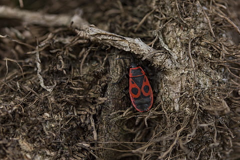 naturaleza, madera, firebug, insecto, bicho rojo, de cerca, temas de animales, animales en la naturaleza, animal, fauna animal, día, nadie, planta, árbol, nido de animales, un animal, invertebrado, al aire libre, vista de alto ángulo, rojo, ramita, rama, mariposa - insecto, 5K, CC0, dominio público, libre de derechos