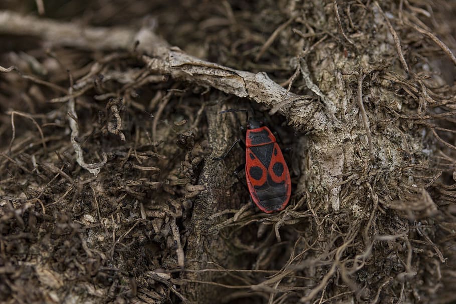 naturalesa, fusta, firebug, error, error vermell, primer pla, temes d'animals, animals a la natura, animal, fauna animal, insecte, dia, cap gent, planta, arbre, niu d’animals, un animal, invertebrat, a l'aire lliure, vista d’angle alt, vermell, branca, papallona - insecte, 5K
