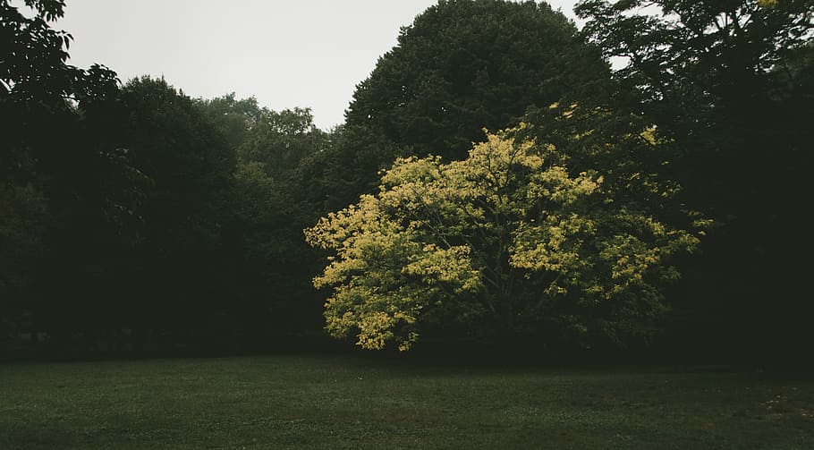 zelené stromy, zelené louky, strom, osamělý, zelená, zataženo, temný, náladový, zúčtování, les, park, záře, standout, jeden, podzim, žlutá, otáčení, rostlina, růst, krása v přírodě, klid, Příroda, zelená barva, klidné scény, nikdo, den, přistát, tráva, pole, nebe, scenics - příroda, venku, mimoměstské scény, listy, životní prostředí, 2K