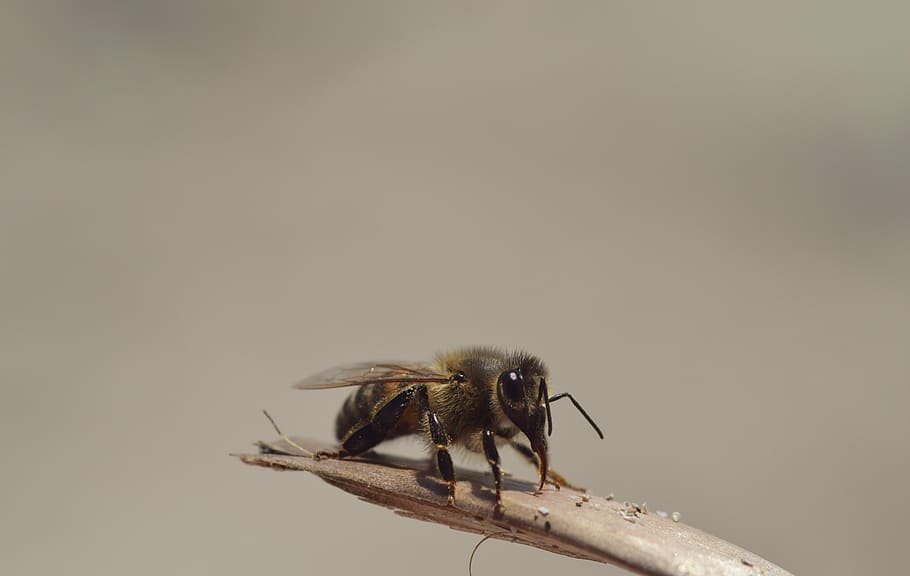 selektiv, fokus fotografering, honningbi, perched, Brun, Kvist, bi, sand, insekt, tæt, makro, pause, snabel, lille, flyvende insekt, dyre temaer, hvirvelløse, dyreliv, dyr, et dyr, dyr i naturen, tæt på, ingen mennesker, kopiere plads, zoologi, leddyr, natur, dag, dyrefløj, studio skud, udendørs, dyr kropsdel, flyve, arachnid, 5K