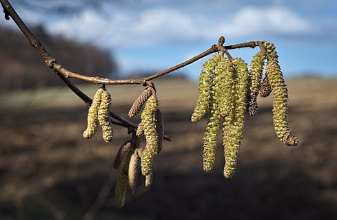 de lente, boom, takje, bloeiende boom, bloemen, natuur, groen, zonnig, pussy willow, focus op de voorgrond, fabriek, detailopname, geen mensen, tak, groei, schoonheid in de natuur, opknoping, dag, buitenshuis, bloem, groene kleur, kalmte, versheid, kwetsbaarheid, breekbaarheid, bloemhoofd, willow tree, 2K, CC0, publiek domein, royaltyvrij