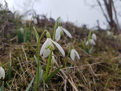 forår, makro, vintergæk, hvid, blomster, hvid blomst, blomst, planter, natur, Vernal, have, vintergækker, den blide, plante, græs, foråret aspekt, skønhed, bud, blomstrende plante, kronblad, vækst, sårbarhed, skrøbelighed, skønhed i naturen, tæt på, fokus på forgrunden, hvid farve, jord, friskhed, Mark, dag, blomsterhoved, blomsterstand, ingen mennesker, udendørs, 4K, CC0, offentligt domæne, royaltyfrie