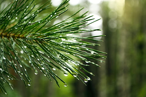 Kiefer, Tropfen, Ast, Natur, Nadel - Pflanzenteil, Baum, keine Leute, grüne Farbe, Pflanze, Schönheit in der Natur, Wachstum, nass, Nahansicht, Fokus auf den Vordergrund, fallen, Tag, Wasser, Nadelbaum, draußen, Ruhe, Regen, Frische, Tau, Regentropfen, 4K, CC0, gemeinfrei, lizenzfrei