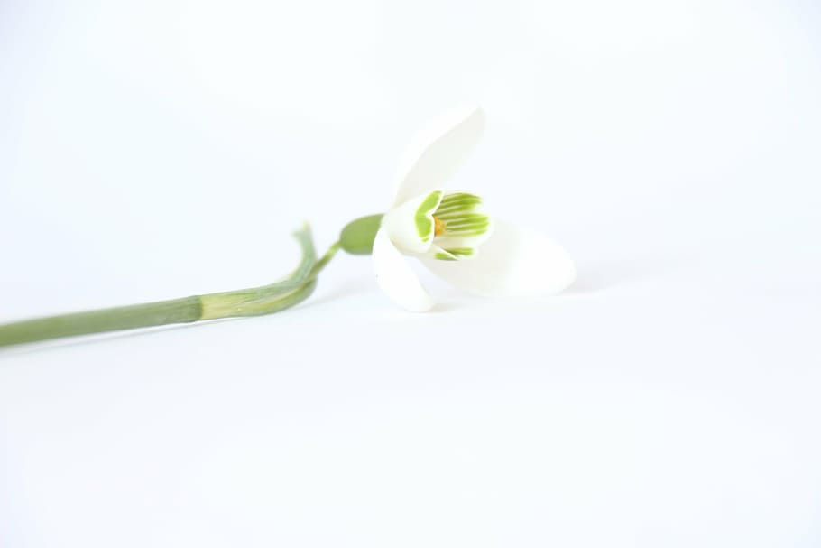 wit, sneeuwvlok bloem, detailopname, fotografie, achtergrond, bloem, leuk, sneeuwklokje, biologisch, versheid, witte achtergrond, studio opname, gezond eten, groei, gezonde levensstijl, blad, geen mensen, fabriek, bloeiende plant, schoonheid in de natuur, witte kleur, uitknippen, natuur, deel van de plant, bloemblad, binnenshuis, bloesem, voedsel, bloemhoofd, kruid, puurheid, 5K