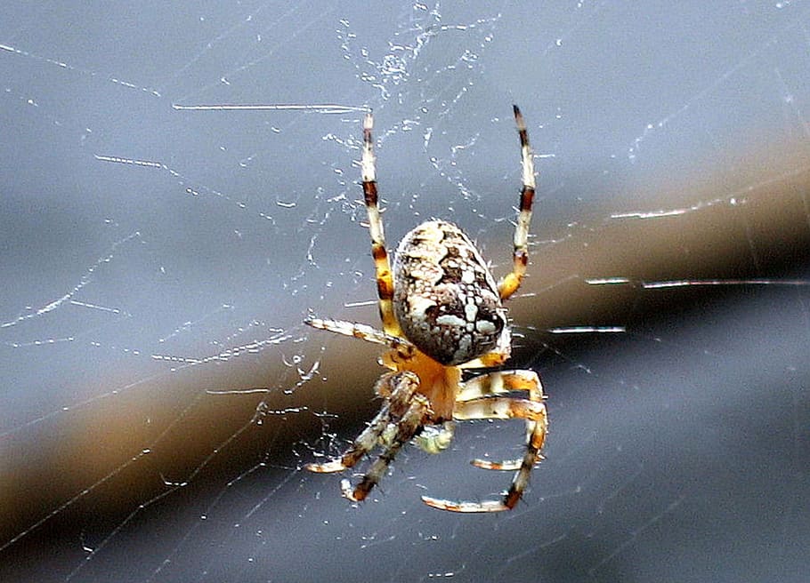 točit, web, pavouci, arachnida, Chyba, zahradní pavouk, pavouci webu, pavoukovec, pavouk, jednoho zvířete, pavoučí síť, členovců, zvířat, zvířata ve volné přírodě, zvíře, detail, hmyz, křehkost, bezobratlý, den, nikdo, zoologie, zaměřit se na popředí, končetina, Příroda, část těla zvířete, zvířecí noha, venku, jedovatý, 1080P