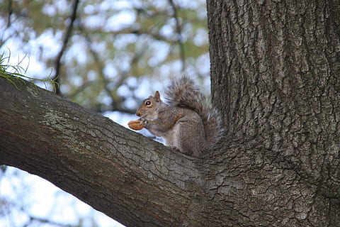 animaux, arbre, écureuil, parc central, tronc d'arbre, tronc, animal, mammifère, thèmes animaux, plante, la faune des animaux, un animal, animaux à l'état sauvage, branche, vertébré, se concentrer sur le premier plan, la nature, journée, personne, faible angle de vue, rongeur, séance, en plein air, 4K, CC0, domaine public, libre de droits