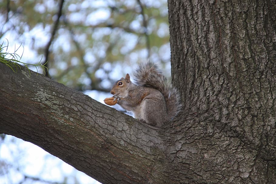 animals, arbre, esquirol, Parc Central, tronc de l'arbre, tronc, animal, mamífer, temes d'animals, planta, fauna animal, un animal, animals a la natura, branca, vertebrats, centrar-se en primer pla, naturalesa, dia, cap gent, vista d’angle baix, rosegador, assegut, a l'aire lliure, 4K
