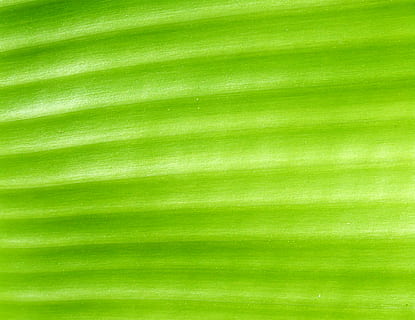 zelený lief, nepojmenovaná, list, abstraktní, textura, makro, zblízka, zelená barva, pozadí, celý rám, nikdo, texturou, vzor, detail, Příroda, venku, palma, abstraktní pozadí, krása v přírodě, rostlinné části, rostlina, přírodní vzor, palmový list, zářivé barvy, svěžest, luxus, 2K, CC0, veřejná doména, bez autorských práv