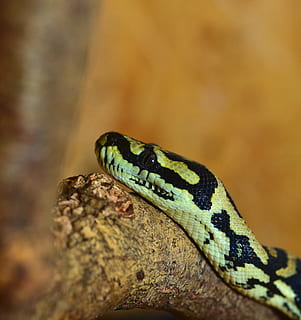 serpente, réptil, mundo animal, python, carpete python, constritor, animal, perto, escala, criatura, terrário, beleza, forrageamento, boa, exótico, cabeça de cobra, padronizar, retrato animal, gracioso, não tóxico, retrato, espécies, nobre, temas animais, animais selvagens, um animal, animais em estado selvagem, fechar-se, vertebrado, ninguém, focar em primeiro plano, dia, parte do corpo animal, natureza, marcações de animais, árvore, ao ar livre, foco seletivo, placa, sólido, cabeça de animal, venenoso, escala animal, 4K, CC0, domínio público, royalty free
