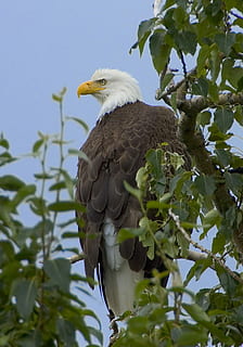 Águila calva, raptor, águila, calvo, posado, pájaro, naturaleza, salvaje, retrato, americano, símbolo, plumas, dom, cielo, majestuoso, depredador, árbol, extremidades, follaje, fauna animal, un animal, animales en la naturaleza, animal, vertebrado, temas de animales, planta, vista de ángulo bajo, parte de la planta, rama, hoja, nadie, ave de rapiña, día, águila - pájaro, al aire libre, pico, 2K, CC0, dominio público, libre de derechos