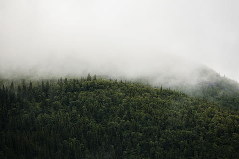 branco, névoa, floresta, verde, arvores, cercado, nuvem, panorama, árvore, limpar \ limpo, sustentabilidade, terra, natureza, mundo, meio Ambiente, montanha, Noruega, plantar, Pinheiro, beleza na natureza, floresta de pinheiros, scenics - natureza, ninguém, cena não urbana, árvore conífera, cena tranquila, tranquilidade, árvore verde, ao ar livre, Pinhal, árvore de abeto, poder na natureza, 5K, CC0, domínio público, royalty free