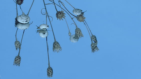 lumache, conchiglia, riflessione, specchio, il mio sabato, fauna selvatica, nessuno, cielo, all'aperto, avvicinamento, giorno, blu, Inquadratura dal basso, cielo sereno, natura, ramo, soleggiato, gruppo di oggetti, albero, gruppo medio di oggetti, pianta, copia spazio, sospeso, sfondo blu, sfondo colorato, angelo, 4K, CC0, dominio pubblico, privo di copyright