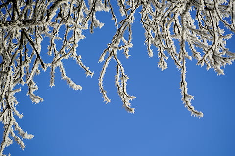 æstetisk, rimfrost, vinter, iset, sne, kold, vinterlige, frost, is, grene, afdeling, plante, skønhed i naturen, kold temperatur, himmel, hvid farve, natur, blå, træ, Frosset, ingen mennesker, dag, skyfri himmel, lav vinkel visning, udendørs, ro, fyrretræ, nåletræ, 8K, CC0, offentligt domæne, royaltyfrie