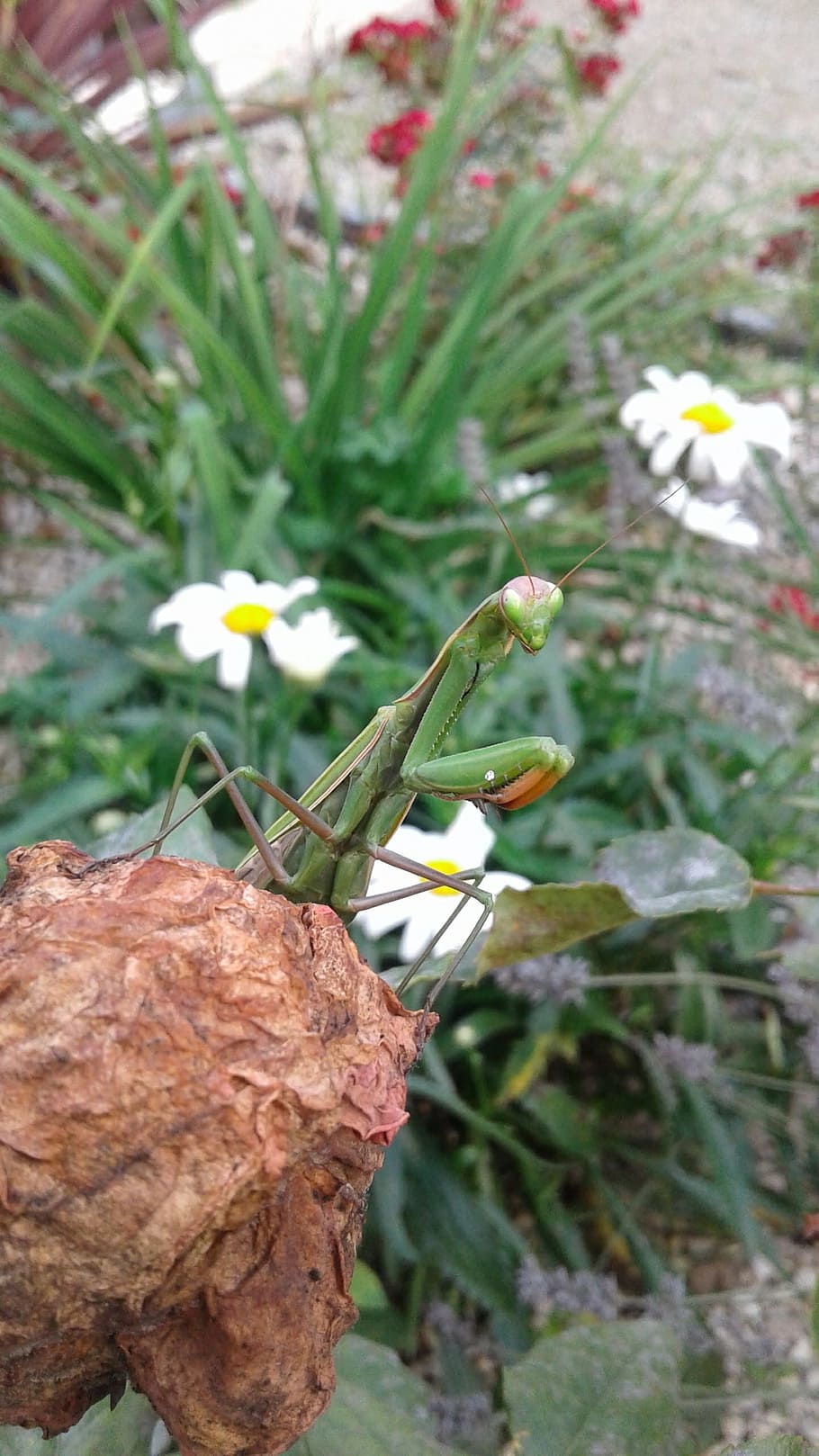 mantis, list, hmyz, Příroda, rostlina, kvetoucí rostlina, květ, růst, svěžest, krása v přírodě, detail, zranitelnost, křehkost, zaměřit se na popředí, den, okvětní lístek, nikdo, květenství, květu hlavy, pole, venku, přistát, zelená barva, 2K