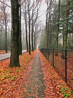 outono, folha, árvore, temporada, madeira, natureza, panorama, ao ar livre, parque, mudança, plantar, parte da planta, tronco, tronco de árvore, trilha, beleza na natureza, direção, dia, terra, tranquilidade, o caminho a seguir, queda, cor laranja, crescimento, ninguém, Perspectiva Diminutiva, sai, Treelined, coleção de outono, 4K, CC0, domínio público, royalty free