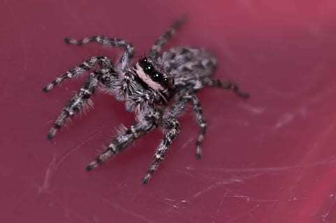 spindlar, insekt, makro, Spindel, hoppa spindlar, Färg, detaljerad, förstoring, stänga, ett djur, djurteman, djurliv, djur i det vilda, inget folk, djur-, arachnid, ryggradslös, artropod, närbild, djurben, studio skott, djur kroppsdel, zoologi, natur, djurhår, utomhus, giftig, djuröga, 1080P, CC0, offentligt domän, royaltyfria