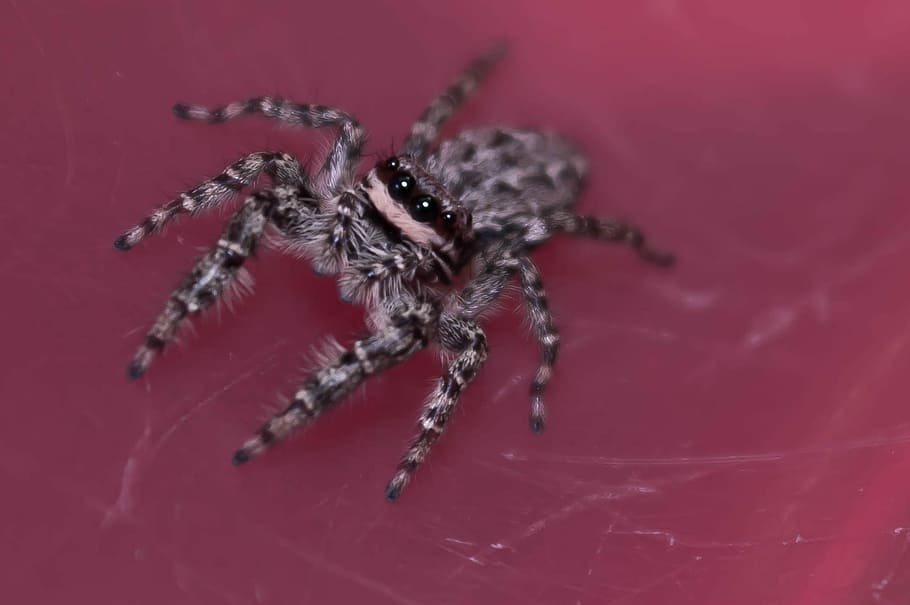 edderkopper, insekt, makro, edderkop, springende edderkopper, farve, detaljeret, forstørrelse, tæt, et dyr, dyre temaer, dyreliv, dyr i naturen, ingen mennesker, dyr, arachnid, hvirvelløse, leddyr, tæt på, dyr ben, studio skud, dyr kropsdel, zoologi, natur, dyrehår, udendørs, giftig, dyr øje, 1080P