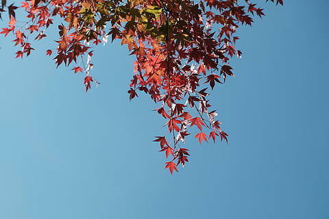 niedrig, Winkel Foto, Ahornblattbaum, Blau, Himmel, gekippt, Ahornbäume, Blätter, Blatt, Herbst, fallen, rot, Natur, Japan, Landschaft, Aussicht, klarer Himmel, rotes Ahornblatt, Jahreszeit, Baum, Pflanzenteil, Veränderung, Ast, Schönheit in der Natur, Pflanze, Flachwinkelansicht, Wachstum, Tag, keine Leute, draußen, Ahornblatt, Ahornbaum, natürlicher Zustand, 4K, CC0, gemeinfrei, lizenzfrei