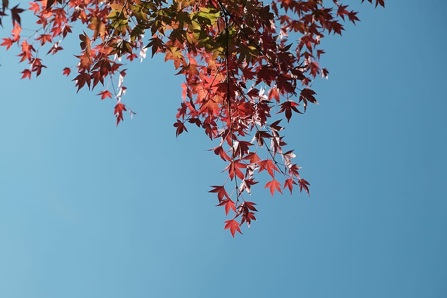niedrig, Winkel Foto, Ahornblattbaum, Blau, Himmel, gekippt, Ahornbäume, Blätter, Blatt, Herbst, fallen, rot, Natur, Japan, Landschaft, Aussicht, klarer Himmel, rotes Ahornblatt, Jahreszeit, Baum, Pflanzenteil, Veränderung, Ast, Schönheit in der Natur, Pflanze, Flachwinkelansicht, Wachstum, Tag, keine Leute, draußen, Ahornblatt, Ahornbaum, natürlicher Zustand, 4K