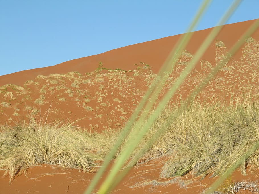 desert, namib, namibia, paisatge, sorra, sossusvlei, naturalesa, cel, planta, creixement, cel clar, dia, cap gent, terra, bellesa a la natura, camp, llum solar, herba, tranquil·litat, agricultura, blau, escena rural, a l'aire lliure, medi ambient, vista d’angle baix, 4K