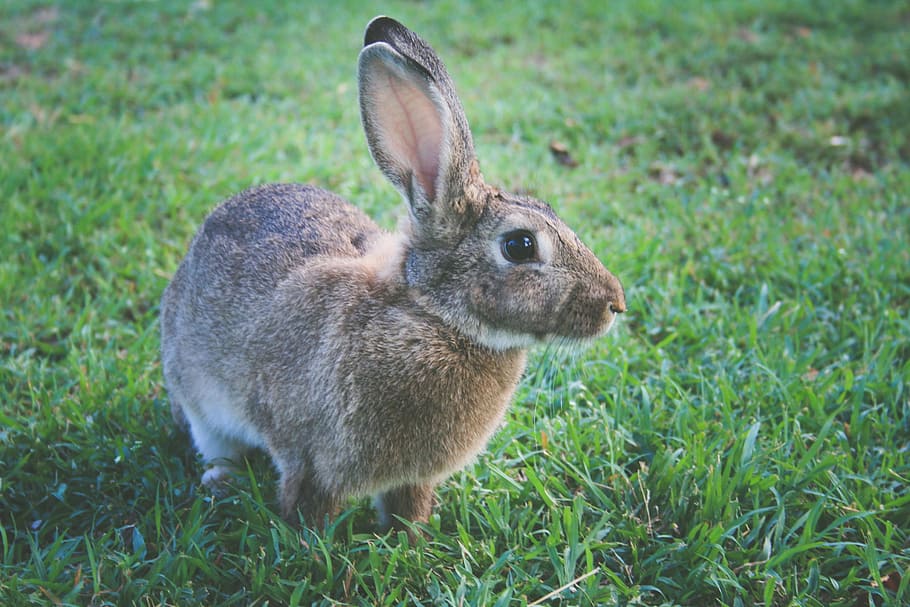 Disparo, Conejo, de cerca, naturaleza, animal, animales, Pascua de Resurrección, conejos, conejo - animal, hierba, linda, mamífero, mullido, mascotas, piel, al aire libre, liebre, primavera, marrón, temas de animales, un animal, animales en la naturaleza, centrarse en primer plano, planta, fauna animal, tierra, campo, vertebrado, color verde, nadie, vista lateral, día, animales domesticos, vista de perfil, herbívoro, 2K