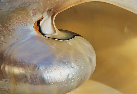 apvalks, nautilus, Sudrabs, spīdums, jūra, mirgo, spīdēt, rotaslietas, līknes, līnijas, skaists, Pērļu māte, tuvplāns, ūdens, nav cilvēku, pārtika un dzērieni, raksturs, telpās, ēdiens, dzert, labklājību, abstrakts, atspirdzinājums, burbulis, veselīga ēšana, piena produkts, pienu, augsts leņķa skats, plūst, tīrība, sajaukšana, 2K, CC0, publiskais domēns, bez atlīdzības