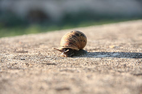 cargol, molluscum, shell, fauna animal, invertebrat, temes d'animals, animal, un animal, animals a la natura, enfocament selectiu, mol·lusc, gasteròpode, primer pla, closca d’animals, dia, naturalesa, avorriment, cap gent, a l'aire lliure, terra, part del cos dels animals, nivell superficial, rastreig, petit, 1080P, CC0, domini públic, lliure de regalies