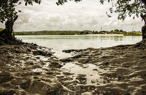 mangue, de praia, lama, reflexão, agua, natureza, árvore, ninguém, lago, céu, nuvem - céu, tranquilidade, plantar, beleza na natureza, scenics - natureza, cena tranquila, dia, terra, idílico, ao ar livre, beira-mar, 5K, CC0, domínio público, royalty free