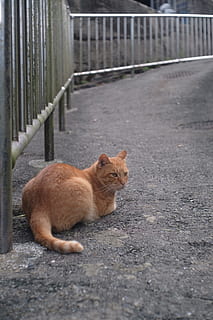 Xinbei, apa grottan, katt, djurteman, däggdjur, ett djur, djur-, ryggradsdjur, husdjur, inhemsk, dag, kattdjur, inget folk, tamkatt, barriär, staket, avslappning, ser, gräns, stad, Sammanträde, utomhus, ingefära katt, morrhår, 5K, CC0, offentligt domän, royaltyfria