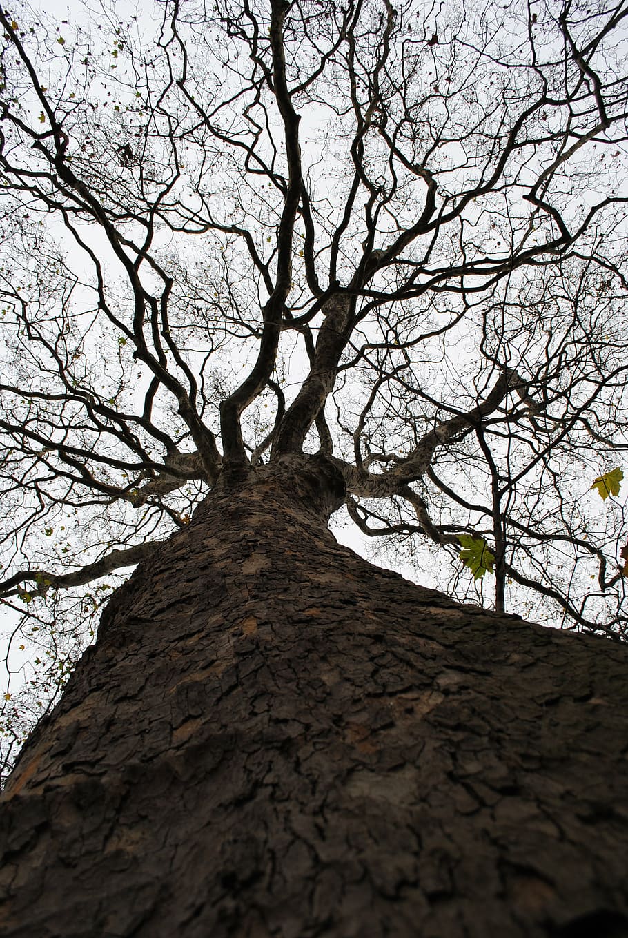 albero, corona, sforzo, Treetops, paesaggio, altezza, su, alto, legna, albero nudo, Inquadratura dal basso, pianta, ramo, natura, tronco d'albero, nessuno, tronco, la tranquillità, giorno, cielo, all'aperto, crescita, terra, architettura, strutturato, struttura costruita, scena tranquilla, bellezza nella natura, abbaiare, direttamente sotto, 4K
