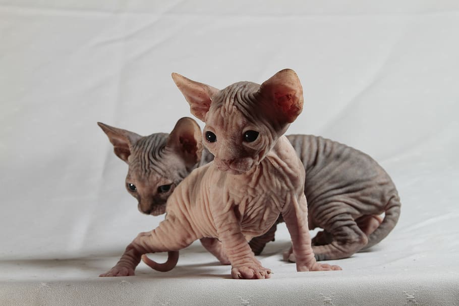 dos, bronzejat, gatets de sphynx, gats, esfinx, gatets, mascotes, gat domèstic, animal, bonic, gatet, mamífer, felí, petit, animals domèstics, mirant, animal jove, nacional, gat, vertebrats, cap gent, un animal, a l'interior, retrat, centrar-se en primer pla, mirant la càmera, bigotis, 5K