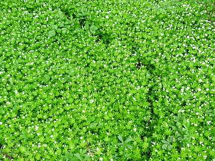 marzanka, ślad, ścieżka, z dala, kwitnąć, kwiat, biały, liść, łodyga, Zielony, galium odoratum, leśna roślina, galium, lasy liściaste, kumaryna, roślina lecznicza, smaczna roślina, zielony kolor, pełna ramka, roślina, wzrost, tła, żadnych ludzi, Natura, piękno natury, bujne liście, listowie, dzień, woda, świeżość, na dworze, część rośliny, spokój, zbliżenie, wysoki kąt widzenia, koniczyna, 4K, CC0, domena publiczna, darmowe zdjęcia