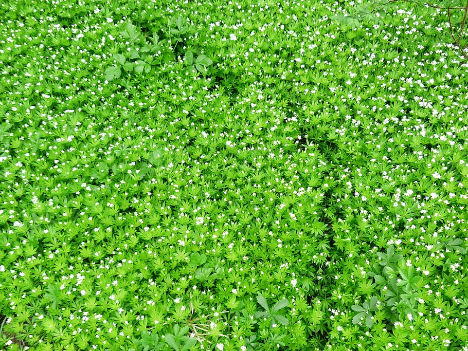 maduixa, traça, Camí, lluny, flor, florir, blanc, full, tija, verd, galium odoratum, planta forestal, galium, bosc caducifoli, cumarina, planta medicinal, saborosa planta, color verd, marc complet, planta, creixement, fons, cap gent, naturalesa, bellesa a la natura, exuberant fullatge, fullatge, dia, aigua, frescor, a l'aire lliure, part de la planta, tranquil·litat, primer pla, vista d’angle alt, trèvol, 4K