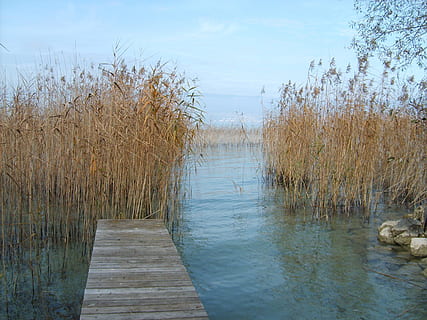 web, lakeside, winterstemming, water, fabriek, hemel, dag, natuur, kalmte, schoonheid in de natuur, geen mensen, meer, rustige scène, hout - materiaal, scenics - natuur, de weg vooruit, boom, voetpad, niet-stedelijke scène, richting, buitenshuis, gras, houten paal, 2K, CC0, publiek domein, royaltyvrij