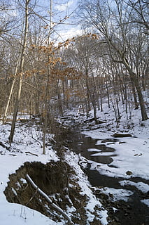 snow, park, trees, baltimore, waverly park, creek, ice, tree, cold temperature, winter, plant, no people, bare tree, beauty in nature, land, tranquility, nature, covering, scenics - nature, tranquil scene, day, non-urban scene, white color, tree trunk, forest, outdoors, snowcapped mountain, cold, 2K, CC0, public domain, royalty free
