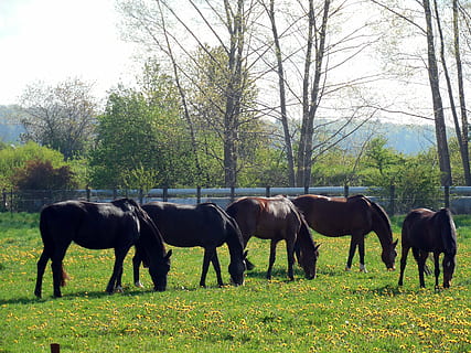 hester, paddock, kopling, beitemark, dyr, mane, hesthodet, gresse, ri, flokk, hest, natur, gress, eng, utendørs, pattedyr, gård, beite, landlige scene, tre, sommer, dyre temaer, anlegg, gruppe dyr, virveldyr, land, dyreliv, husdyr, felt, innenlands, kjæledyr, dag, ingen folk, planteetende, 2K, CC0, offentlig domene, opphavsrett gratis