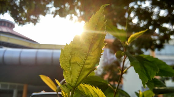 cahaya bersinar, hijau, daun, tumbuh, dekat, fotografi, daun daun singkong, batang, sinar matahari, alam, matahari, pohon, langit, sinar, bokeh, makro, bersinar, cahaya, bagian tanaman, menanam, fokus pada latar depan, pertumbuhan, merapatkan, hari, warna hijau, tidak ada orang, keindahan di alam, di luar rumah, tampilan sudut rendah, Daun-daun, vena daun, cabang, fokus selektif, 4K, CC0, domain publik, bebas royalti
